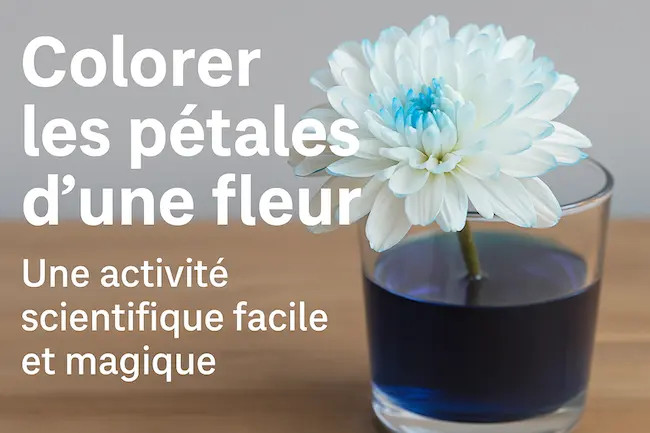 Expérience simple : comment colorer les pétales d’une fleur ?